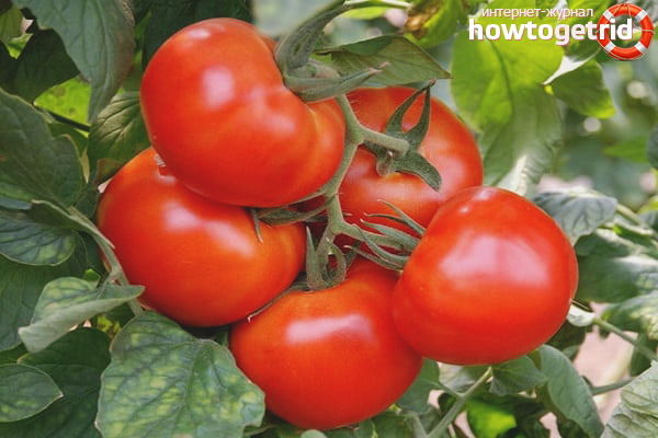 How to grow Vasilina tomatoes