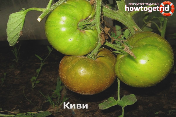 How to grow Kiwi tomatoes