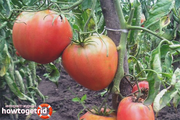 How to grow King London tomatoes