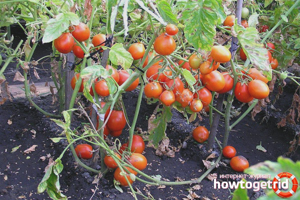 How to grow tomatoes Kmitsits variety