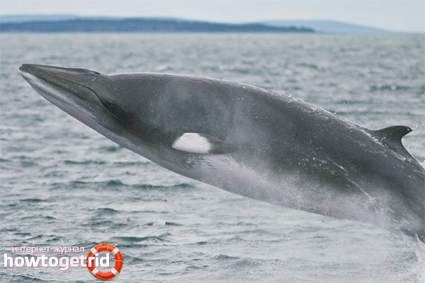 Minke whale