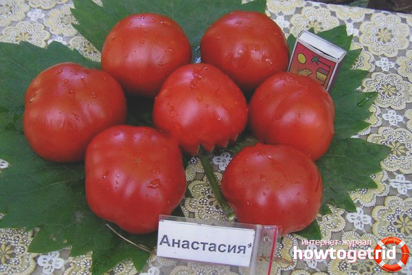 Features of the tomato variety Anastasia
