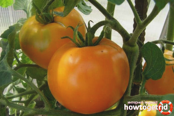 Features of growing tomato Dean
