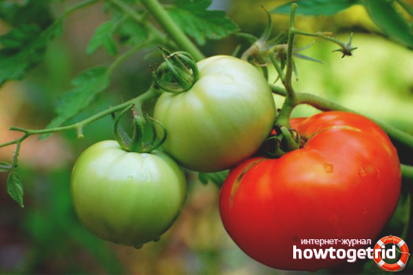 Features of growing tomatoes Jane