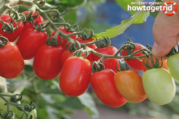 Features of growing tomatoes Room surprise