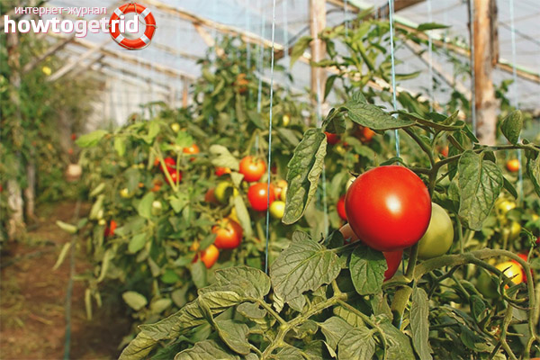 Features of growing tomatoes Star of Siberia