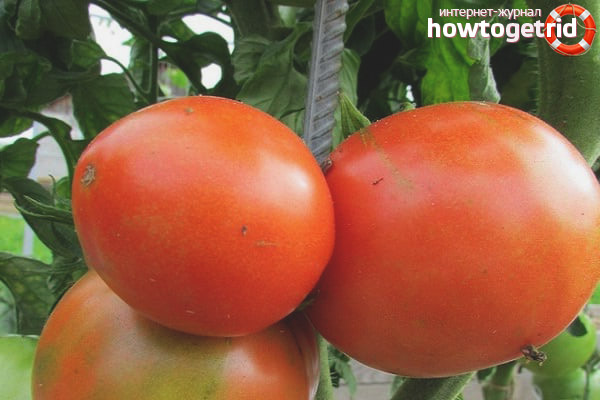 Pros and Cons of Tomato Cypress