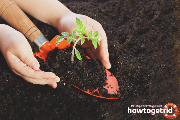 Soil preparation for tomatoes Boyarynya F1