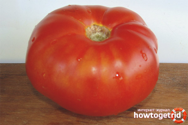 Positive aspects of the variety Angela giant