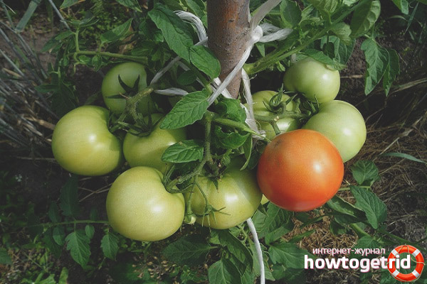Tomato Gingerbread Man