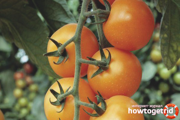 Kira Cherry Tomatoes