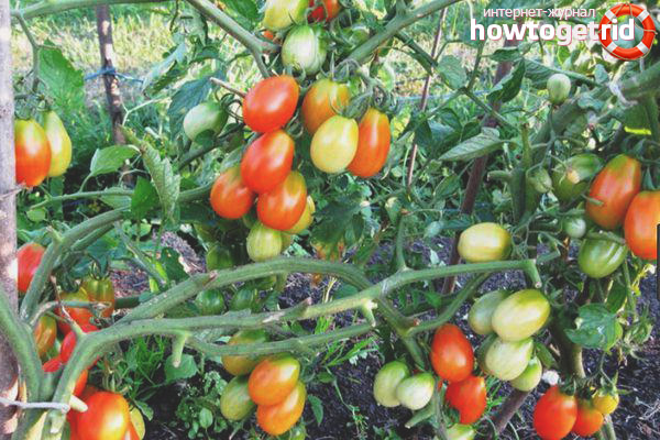 Varieties of bellflower