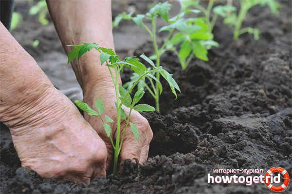 Portuguese Dacosta tomato planting