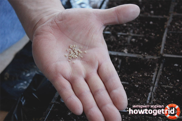 Sowing tomato seeds Chinese pink