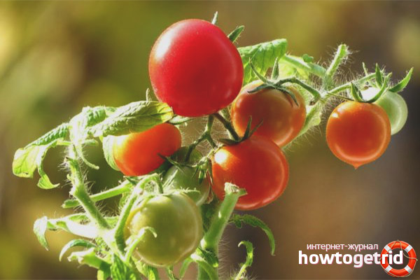 Rules for the care of tomatoes Pearl red