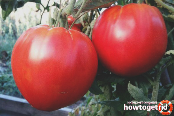 Benefits of King Kong Tomato Variety