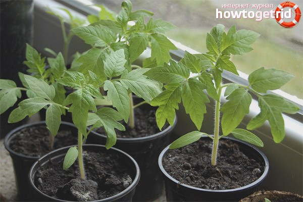 Seedlings of tomatoes Quiche Mish