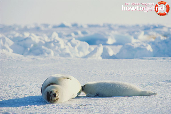 Harp seal breeding