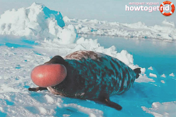Breeding of crested seals