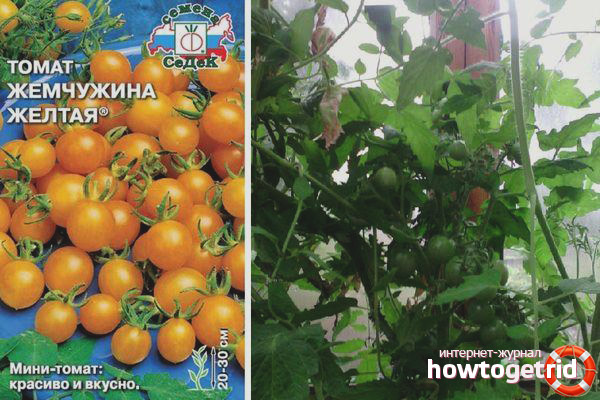 Tomato growing recommendations Yellow pearl