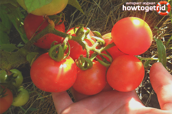 The secrets of a good harvest of tomatoes Alaska