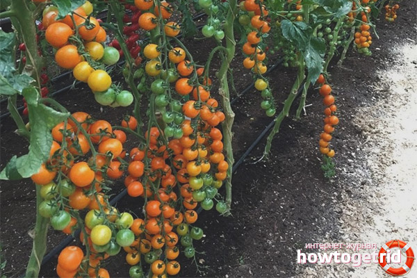 The secrets of a good harvest of tomatoes Magic harp