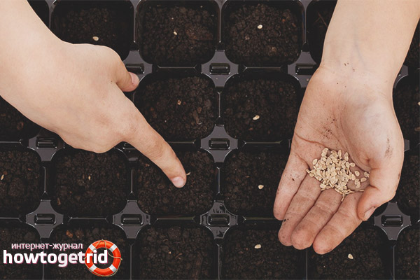 Seeds for seedlings of tomatoes Korneevsky