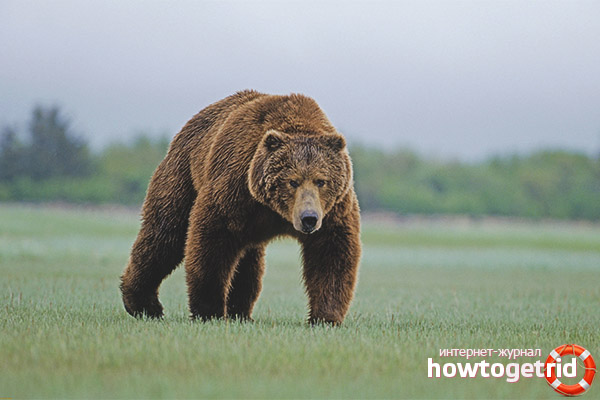 Brown bear body structure