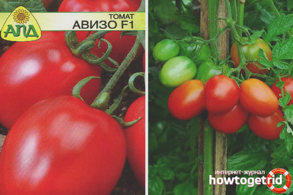 Tomato Aviso F1