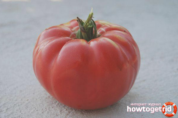 Dacosta Tomato Portuguese