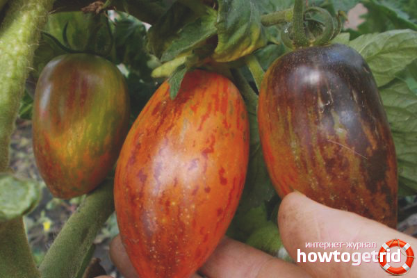 Tomato gnome shadow boxing