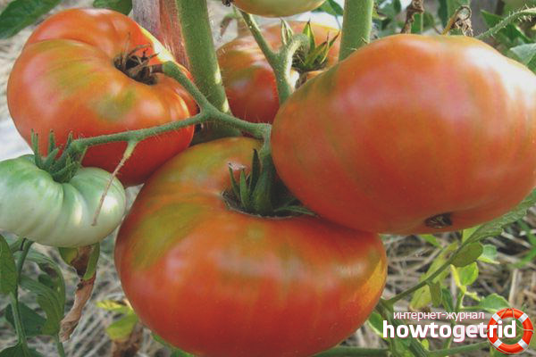 Tomato Siberian Trump