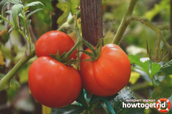 Tomato Collective Farm