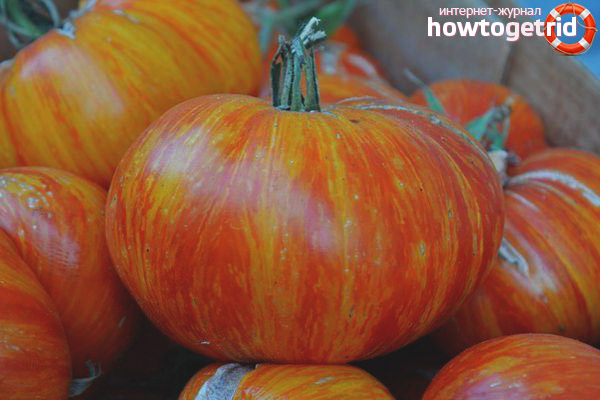 Tomato King of Beauty