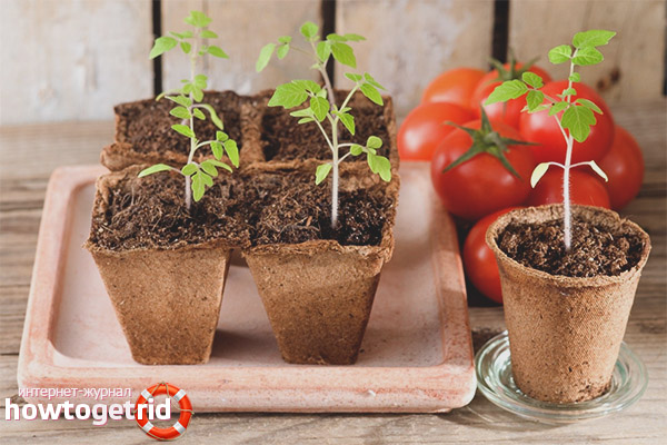 Care for tomato seedlings Good F1