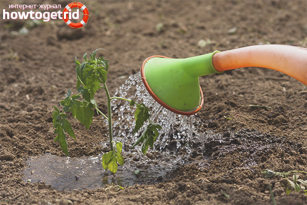 Tomato Care Pretty Woman F1