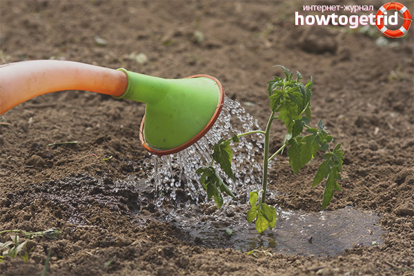 Tomato Care Currency