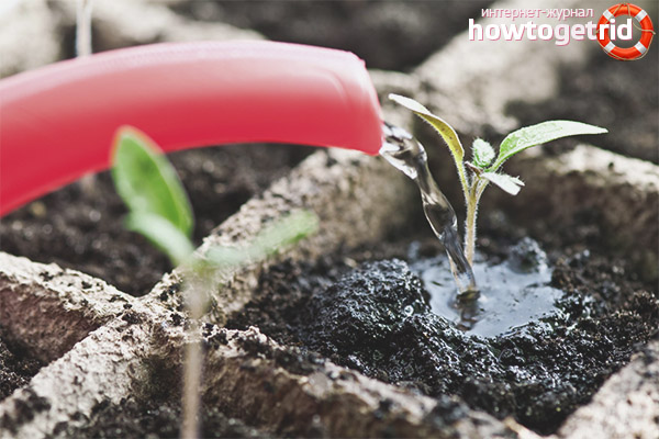 Tomato Seedlings Care Big Rainbow
