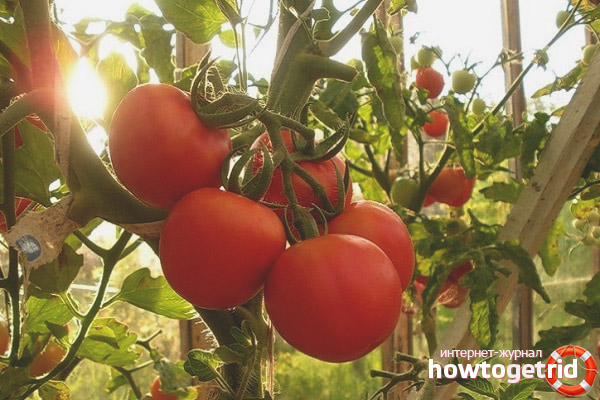 Harvest Tomatoes Abundant