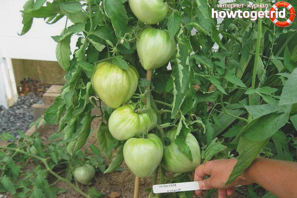 Growing and caring for Kosovo tomatoes