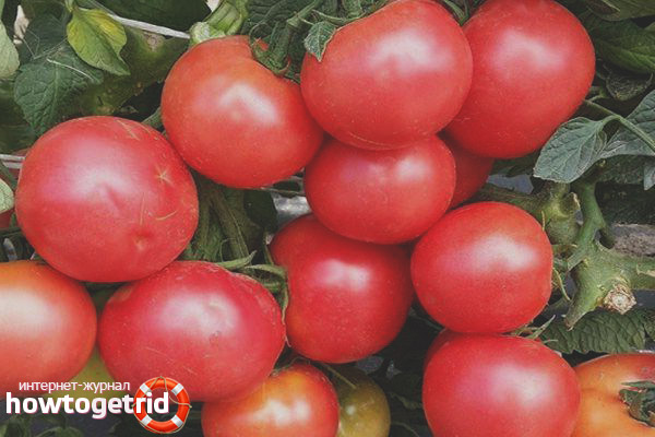 Growing the King of the Market