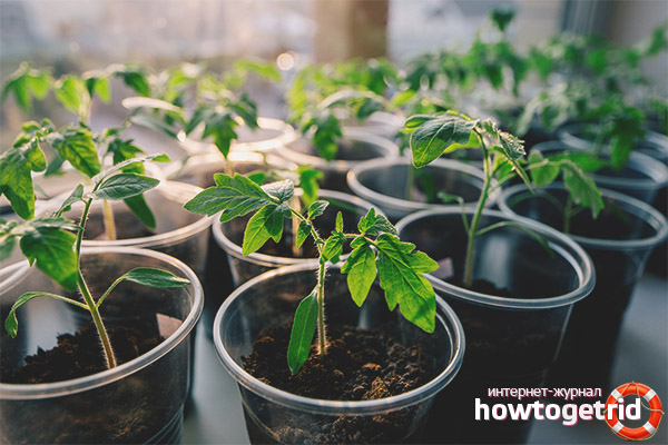 Growing seedlings of tomatoes