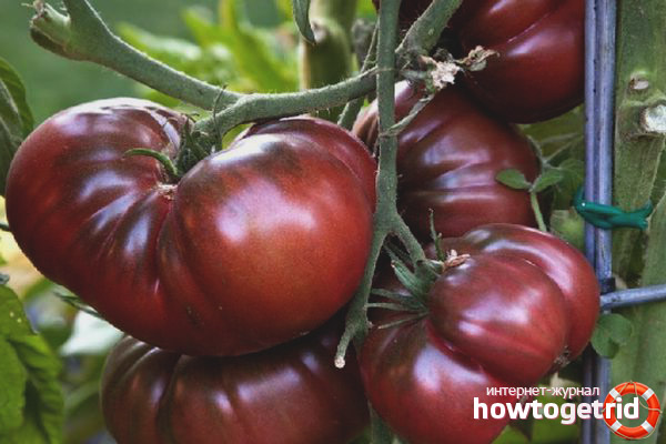 Brandyvine tomato cultivation black