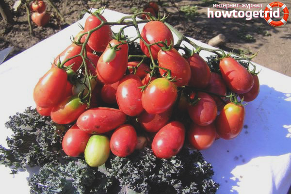 Growing Tomatoes Raisins
