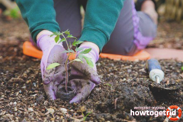 Growing tomatoes Canary