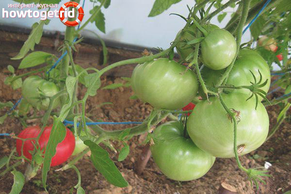 Cultivation of tomatoes Korneevsky