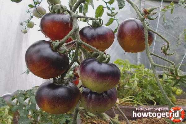 Growing Tomatoes Red Coal