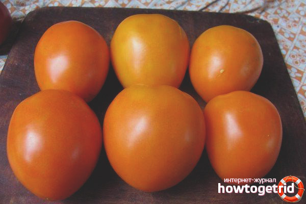 Growing Tomatoes Golden Eggs