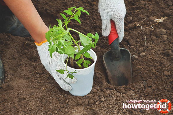 Planting tomato seedlings Collective farm