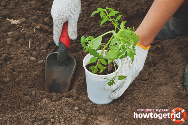 Planting Val's tomatoes in the ground